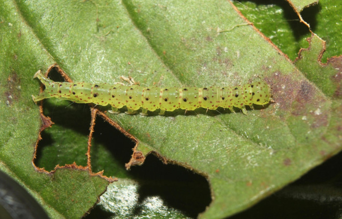 Fig.1 Larva <i>Antiblemma</i></i> Poole26  en último estadío mostrando la parte dorsal. Voucher: 17-SRNP-72637-DHJ738984.jpg
