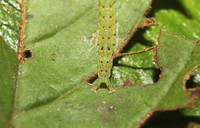 Fig.2 Larva <i>Antiblemma</i></i> Poole26  en penúltimo estadío mostrando estructura del último segmento, característica del grupo   Voucher: 17-SRNP-72637-DHJ738986.jpg