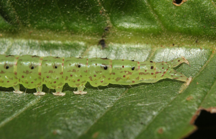 Fig.3 Larva <i>Antiblemma</i></i> Poole26 en penúltimo estadío mostrando la parte propatas.  Voucher: 17-SRNP-72637-DHJ741029.jpg