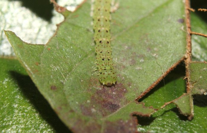 Fig.4 Larva <i>Antiblemma</i></i> Poole26 en penúltimo estadío mostrando la parte frontal mostrando puntos rojizos. Voucher: 17-SRNP-72637-DHJ738985.jpg