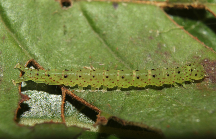 Fig.5  Larva <i>Antiblemma</i></i> Poole 26 en último estadío mostrando puntos de la parte dorsal . Voucher: 17-SRNP-72637-DHJ738987.jpg