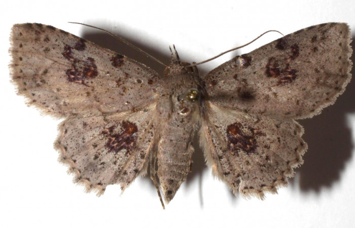 Fig.7 Adulto <i>Antiblemma</i></i> Poole26  dorsal. Hembra. Voucher: 17-SRNP-72637-DHJ933922.jpg