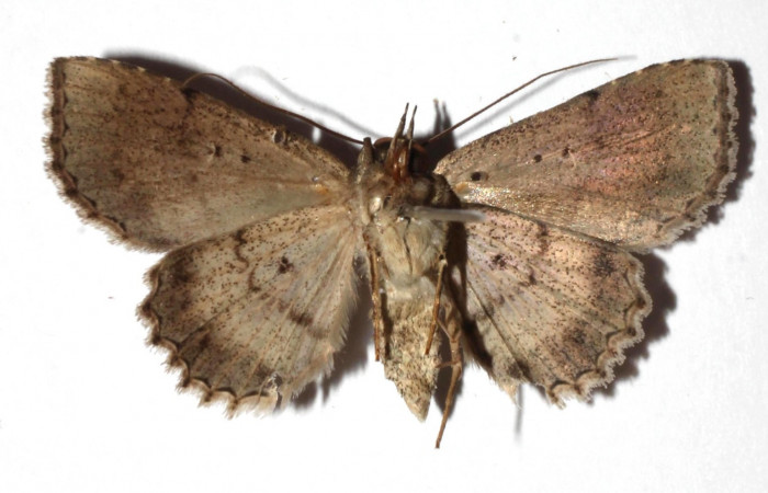 Fig.8 Adulto <i>Antiblemma</i></i> Poole26  ventral. Hembra. Voucher: 17-SRNP-72637-DHJ933923.jpg