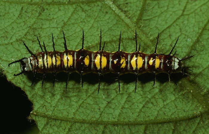 Figura 3. Larva de <i>Eueides aliphera</i></i> (Nymphalidae). Vista dorsal, último estadío, 22 mm. Foto 21/Agosto/2002. Voucher: 02-SRNP-28548-DHJ69418.jpg.