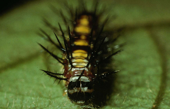 Figura 5. Larva de <i>Eueides aliphera</i></i> (Nymphalidae). Cabeza de frente, último estadío, 22 mm. Foto 21/Agosto/2002. Voucher: 02-SRNP-28548-DHJ69421.jpg.