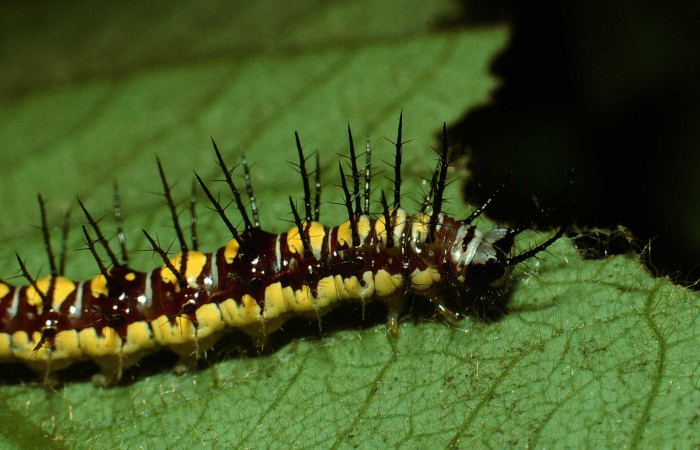 Figura 6. Larva de <i>Eueides aliphera</i></i> (Nymphalidae). Cabeza lateral, último estadío, 22 mm. Foto 21/Agosto/2002. Voucher: 02-SRNP-28548-DHJ69422.jpg.