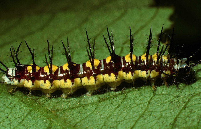 Figura 4. Larva de <i>Eueides aliphera</i></i> (Nymphalidae). Vista lateral, último estadío, 22 mm. Foto 21/Agosto/2002. Voucher: 02-SRNP-28548-DHJ69427.jpg.