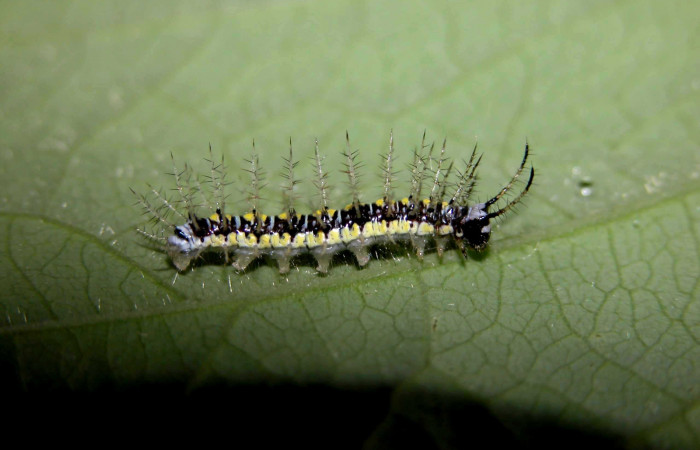 Figura 11. Larva de <i>Eueides</i></i> alipheraDHJ02 (Nymphalidae). Vista lateral, penúltimo estadío, 20 mm. Foto 17/junio/2003. Voucher: 03-SRNP-15663-DHJ400951.jpg.