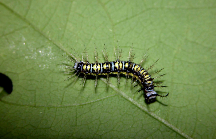 Figura 12. Larva de <i>Eueides</i></i> alipheraDHJ02 (Nymphalidae). Vista dorsal, penúltimo estadío, 20 mm. Foto 17/junio/2003. Voucher: 03-SRNP-15663-DHJ400952.jpg.