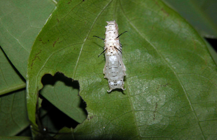 Figura 7. Pupa dorsal <i>Eueides</i></i> alipheraDHJ01 (Nymphalidae). Foto 22/Abril/2003. Voucher: 03-SRNP-3765-DHJ400482.jpg.