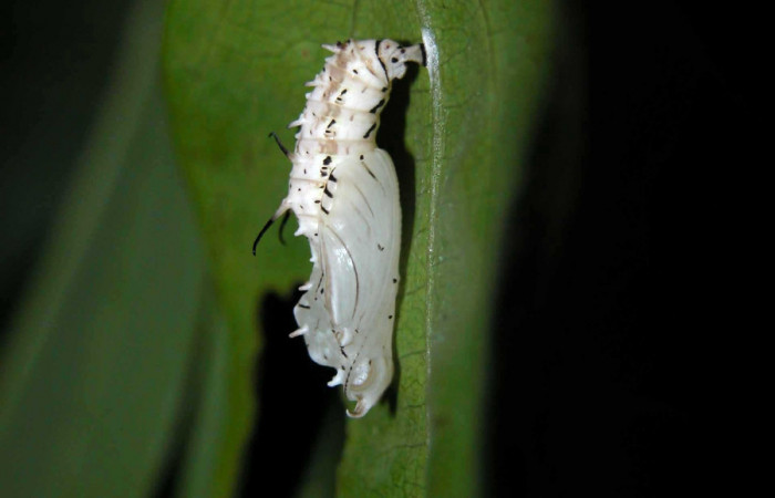 Figura 8. Pupa lateral <i>Eueides</i></i> alipheraDHJ01 (Nymphalidae). Foto 22/Abril/2003. Voucher: 03-SRNP-3765-DHJ400483.jpg.