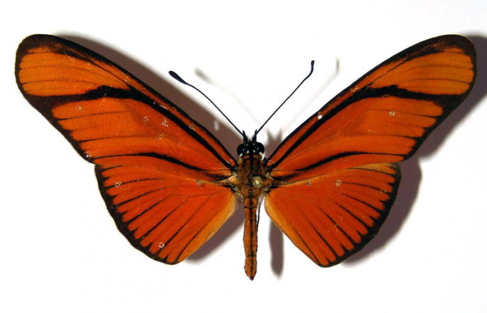 Figura 9. Vista dorsal <i>Eueides</i></i> alipheraDHJ01 (Nymphalidae), envergadura alar 56 mm. Voucher: 03-SRNP-3765-DHJ96246.jpg. 