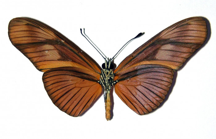 Figura 10. Vista ventral <i>Eueides</i></i> alipheraDHJ01 (Nymphalidae), envergadura alar 56 mm. Voucher: 03-SRNP-3765-DHJ96247.jpg. 