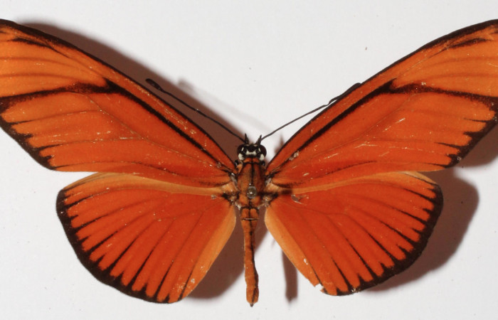 Figura 13. Vista dorsal <i>Eueides</i></i> alipheraDHJ02 (Nymphalidae), envergadura alar 61 mm. Voucher: 15-SRNP-20444-DHJ907996.jpg. 