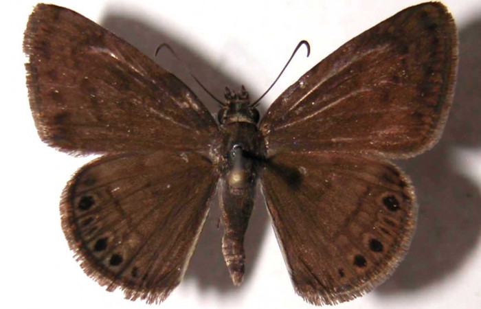 Fig. 7 Adulto <i>Timochreon satyrus</i></i>, vista dorsal (macho) 31 mm. Voucher 02-SRNP-15405-DHJ36980.
