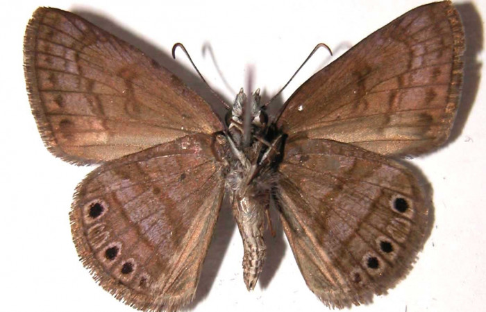 Fig. 8  Adulto <i>Timochreon satyrus</i></i>, vista ventral (macho) 31 mm. Voucher 02-SRNP-15405-DHJ36981.