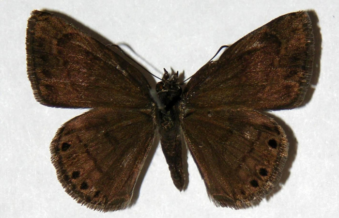 Fig. 9  Adulto <i>Timochreon satyrus</i></i>, vista dorsal (hembra) 31 mm. Voucher 04-SRNP-26992-DHJ323378.
