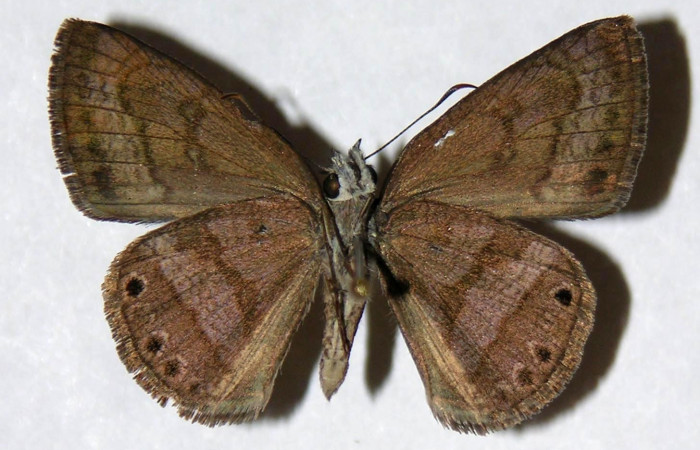 Fig. 10  Adulto <i>Timochreon satyrus</i></i>, vista dorsal (hembra) 31 mm. Voucher 04-SRNP-26992-DHJ323379.