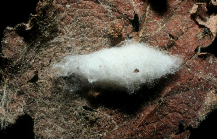 Fig.11 Parásito <i>Apanteles harryramirezi</i></i>,  de la familia Braconidae, en larva <i>Timochreon satyrus.</i></i>, Voucher 07-SRNP-55644-DHJ461932.jpg.