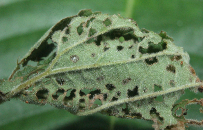 Fig. 3 Casita de larva <i>Timochreon satyrus</i></i>, tercera estadio Sector Quica.                                                                                                                                                                                                                                                                                                                                                                                                                                                                                                                                                                                                                                                                                                                                                                                                                                                                                                                                                                                                                                                                                                                                                                                                                                                                                                                                                                                                                                                                                                                                                                                                                                                                                                                                                                              
Voucher 16-SRNP-71870-DHJ733460.jpg.