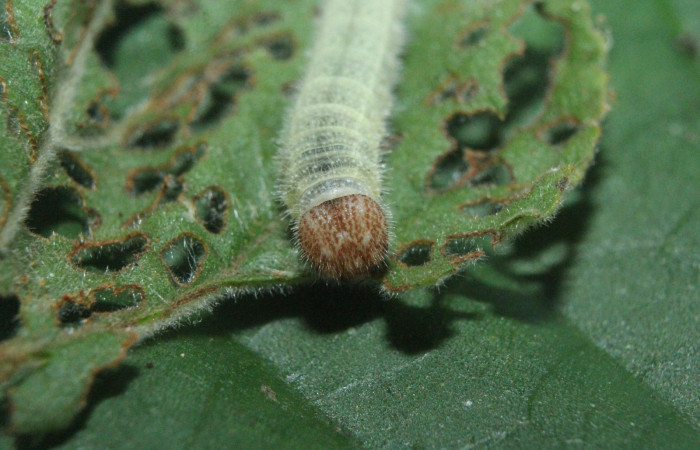 Fig. 1 Larva <i>Timochreon satyrus</i></i>, vista de frente,  en penúltimo estadio. Sector Quica. Voucher 16-SRNP-71870-DHJ733463.jpg.