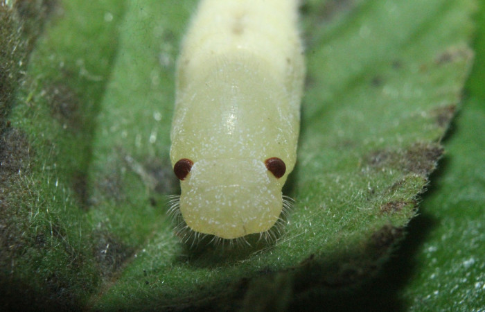 Fig. 6  Pupa de larva <i>Timochreon satyrus</i></i>, vista desde el frente. Estación Biológica  Quica.
Voucher 16-SRNP-71870-DHJ733484.jpg.