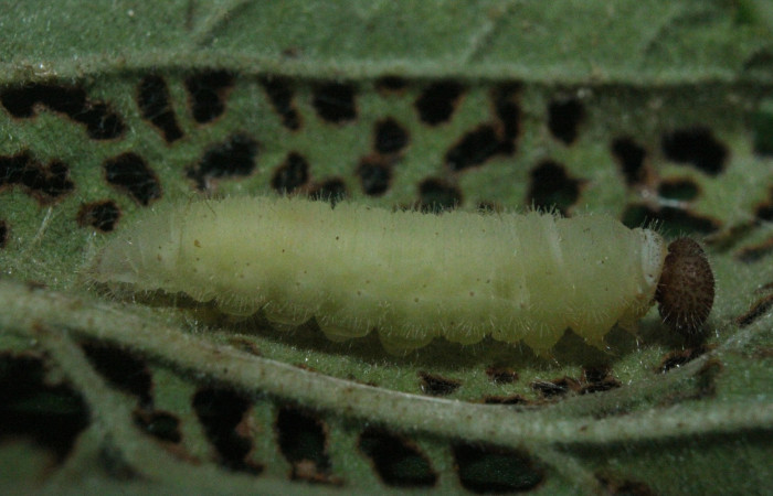 Fig. 4 Prepupa <i>Timochreon satyrus</i></i>, lateral entero. Sector Quica.
Voucher 16-SRNP-71888-DHJ733503.jpg.
