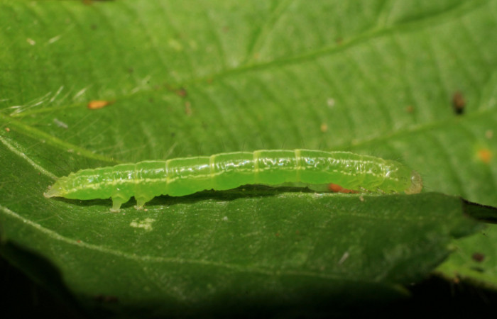 Figura 7. Larva <i>Cecharismena josealis</i></i>, (Erebidae), vista lateral. (06-SRNP-30195-DHJ409775).