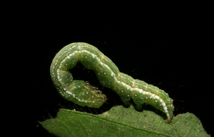 Figura 9. Larva <i>Cecharismena josealis</i></i>, (Erebidae), vista lateral. (06-SRNP-30199-DHJ409777).