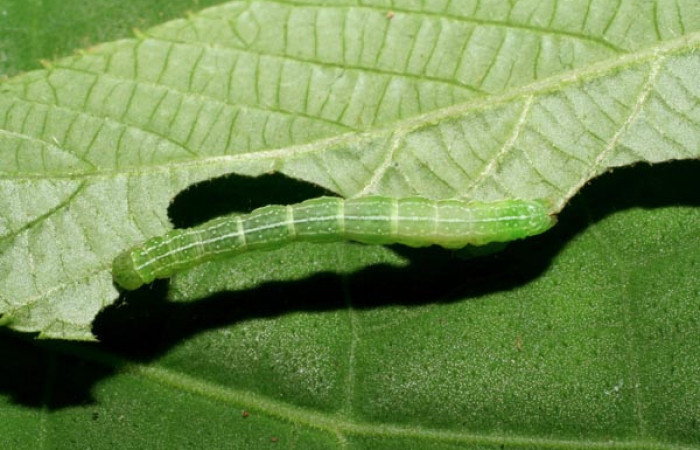 Figura 6. Larva <i>Cecharismena josealis</i></i>, (Erebidae), vista dorsal. (06-SRNP-32911-DHJ415990).