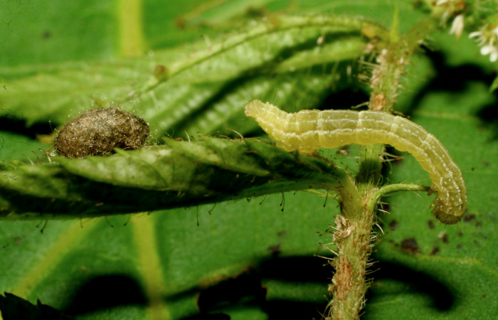 Figura 12. Capullo de parásito de la familia (Braconidae), <i>Diolcogaster
ippis</i></i>, avispa que atacan larva <i>Cecharismena josealis</i></i>, a lado restos de larva. (07-SRNP-33638-DHJ434301).