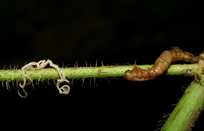 Figura 16. Detalle de parásito <i>Romanomermis</i></i> Janzen1913, (Mermithidae) (izquierda), parasita a
<i>Cecharismena josealis</i></i> (derecha). (07-SRNP-33646-DHJ430838).