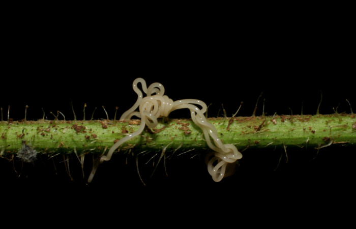 Figura 17. Detalle de parásito <i>Romanomermis</i></i> Janzen1913, (Mermithidae), parasita a
<i>Cecharismena josealis</i></i>. (07-SRNP-33646-DHJ430840).