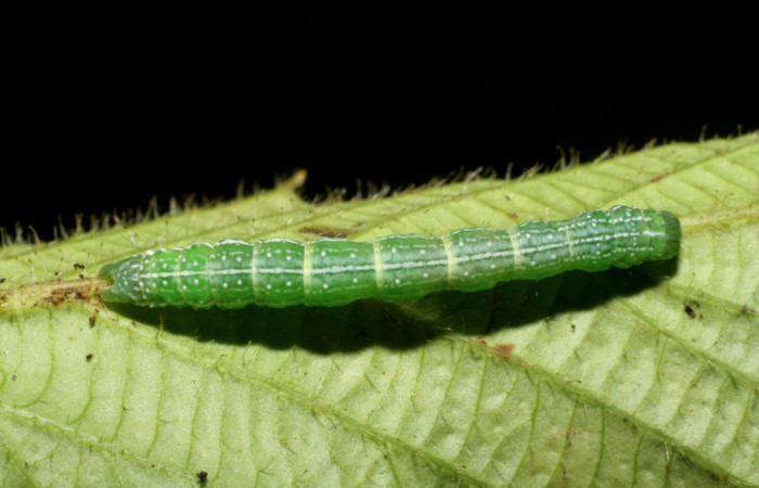 Figura 8. Larva <i>Cecharismena josealis</i></i>, (Erebidae), vista dorsal. (07-SRNP-33652-DHJ430841).