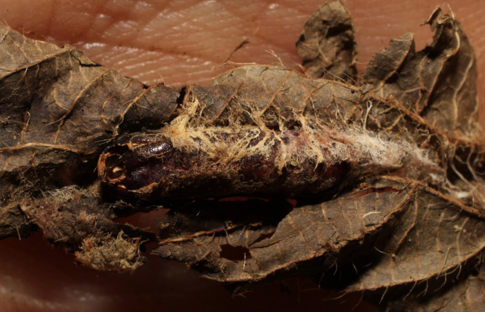 Figura 15. Detalle de exuvia pupa <i>Cecharismena
josealis</i></i>, atacada por mosca parásita de <i>Xanthopimpla aurita</i></i>,
(Tachinidae). (09-SRNP-23232-DHJ495914).