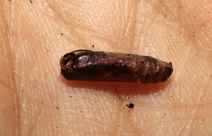 Figura 14. Detalle de exuvia de pupa <i>Cecharismena josealis</i></i>, atacada por mosca parásita  <i>Xanthopimpla aurita</i></i>, (Tachinidae). (09-SRNP-23232-DHJ495916).