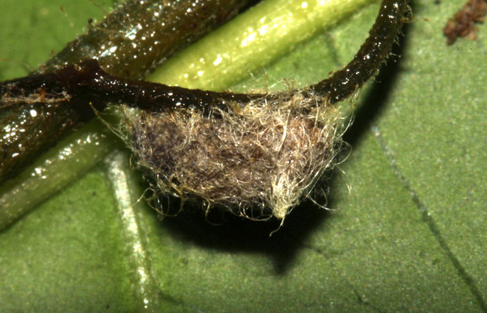 Figura 13. Capullo de parásito de la familia (Braconidae), <i>Diolcogaster ippis</i></i>, que atacan
larva de <i>Cecharismena josealis</i></i>. (12-SRNP-31957-DHJ700349).