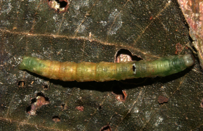 Figura 10. Prepupa de <i>Cecharismena josealis</i></i>, (Erebidae), vista dorsal. (19-SRNP-31549-DHJ766589).