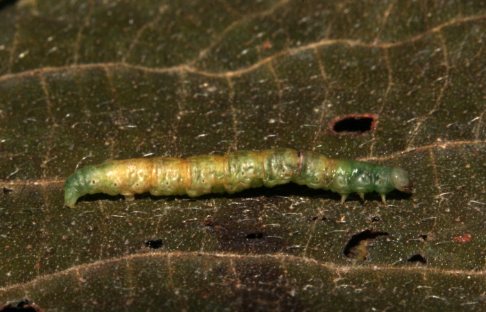 Figura 11. Prepupa de <i>Cecharismena josealis</i></i>, (Erebidae), vista lateral. (19-SRNP-31549-DHJ766590).