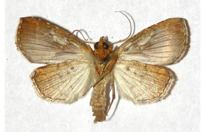 Figura 2. Adulto de <i>Cecharismena josealis</i></i> (macho), vista ventral. (96-SRNP-10285-DHJ320653).