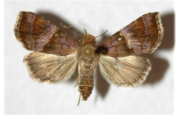 Figura 3. Adulto de <i>Cecharismena josealis</i></i> (hembra), vista dorsal. (96-SRNP-10291-DHJ320640).