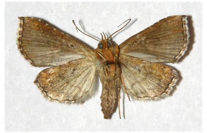 Figura 4. Adulto de <i>Cecharismena josealis</i></i> (hembra), vista ventral. (97-SRNP-10118.1-DHJ320657).