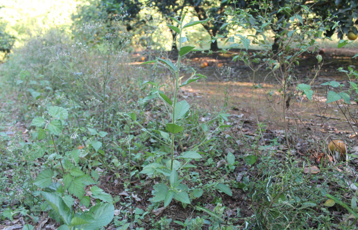 Figura 5. planta hospedera de familia Euphorbiaceae, donde se alimenta la larva <i>Cecharismena josealis</i></i>, (Erebidae), prefiriendo <i>Caperonia palustris</i></i>, Foto, Keiner Aragon Calero, 25/03/2020).