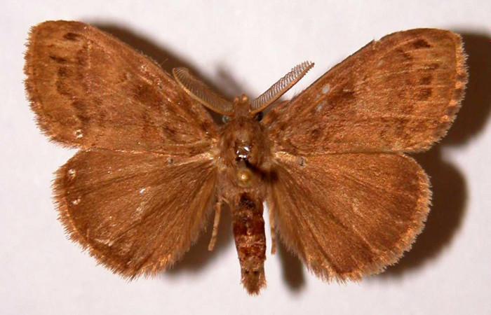 Fig.1 Adulto <i>Orgyia povera</i></i>, mostrando la parte dorsal.Voucher: 93-SRNP-2425-DHJ33890.