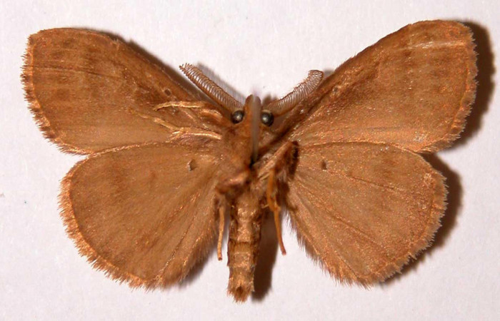 Fig.2 Adulto <i>Orgyia povera</i></i>, mostrando la parte ventral.Voucher: 93-SRNP-2425-DHJ33891.