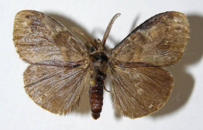 Fig.3 Adulto <i>Orgyia povera</i></i>, mostrando la parte dorsal.Voucher: 02-SRNP-12140-DHJ338438.