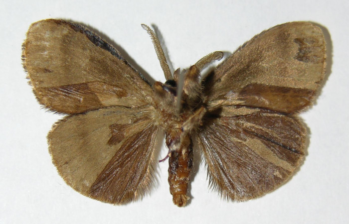 Fig.4 Adulto <i>Orgyia povera</i></i>, mostrando la parte ventral.Voucher: 02-SRNP-12140-DHJ338439.