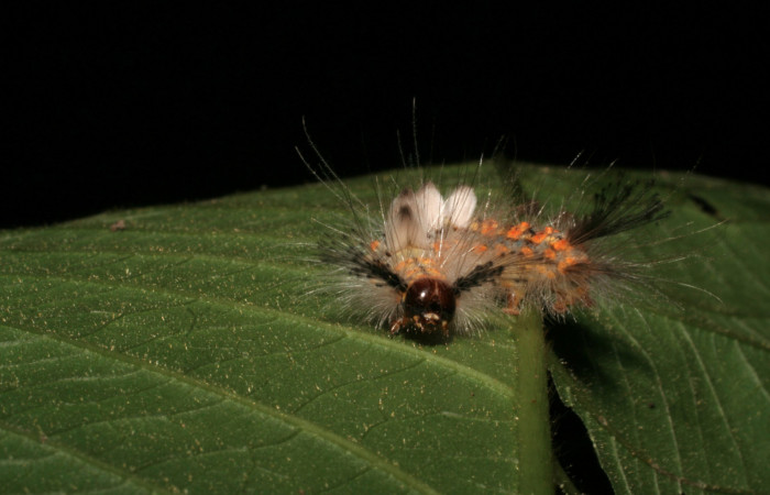 Fig. 5 Larva <i>Orgyia povera</i></i>, mostrando la parte de la cabeza. Voucher: 05-SRNP-56366-DHJ408257.jpg.