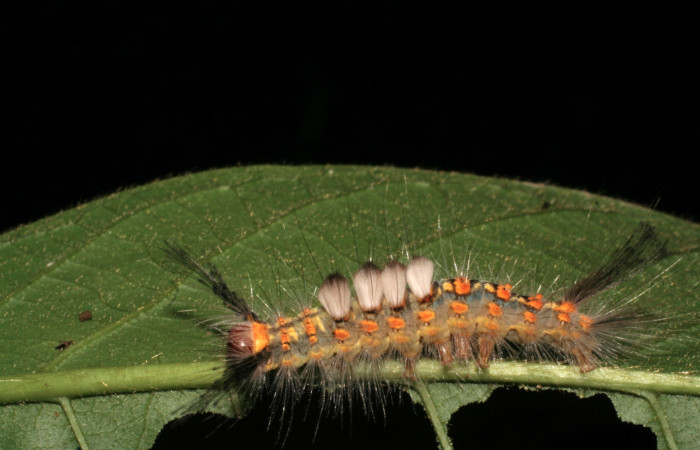 Fig. 6 Larva <i>Orgyia povera</i></i>, mostrando la vista lateral. Voucher: 05-SRNP-56366-DHJ408258.jpg.