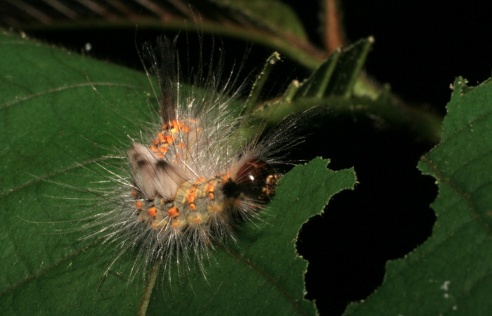 Fig. 8 Larva <i>Orgyia povera</i></i>, mostrando la parte lateral thorax. Voucher: 05-SRNP-56366-DHJ408262.jpg.